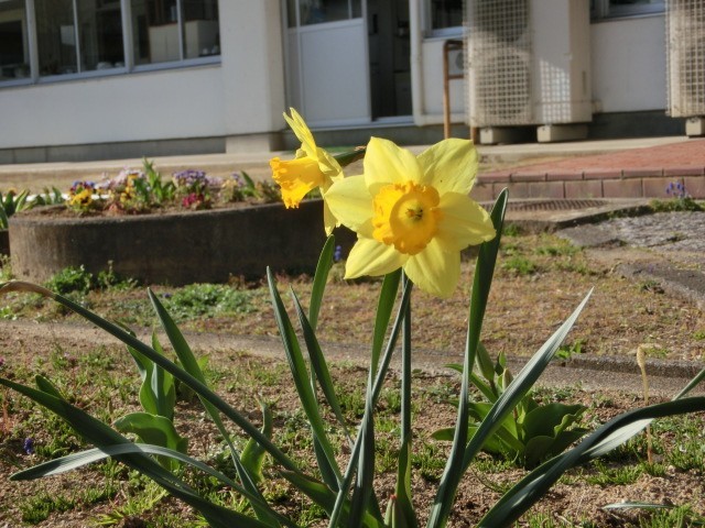 花壇の水仙も君たちを待ち望んでいます！